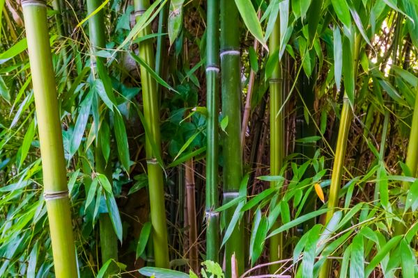 Cost of Bamboo Trimming in Sevierville