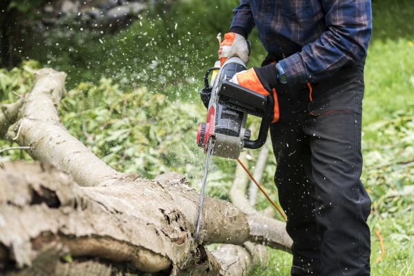 Cost of Branch Removal Service in Sevierville