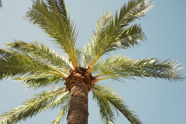 Palm Tree Pruning in Sevierville