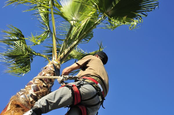 Palm Tree Trimming in Sevierville