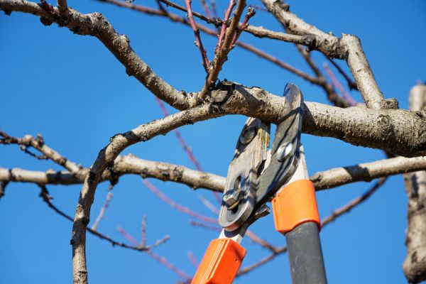 Residential Tree Service in Sevierville