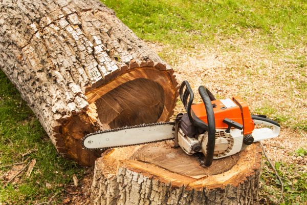 Tree Cutting Service in Sevierville