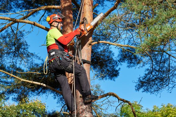 Tree Service in Sevierville