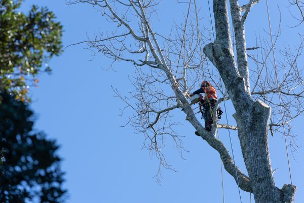 Cost of Tree Topping Service in Sevierville