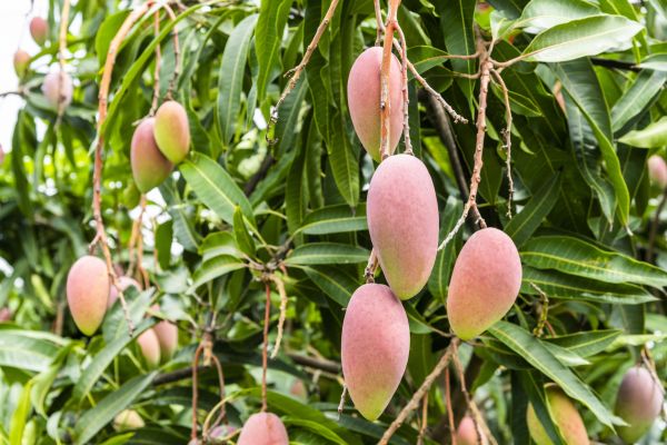 Cost of Mango Tree Trimming in Sevierville