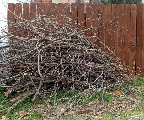 Cost of Dead Branch Removal in Sevierville