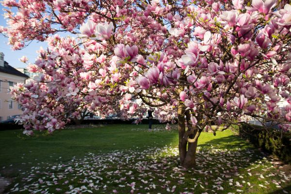 Cost of Ornamental Tree Pruning in Sevierville