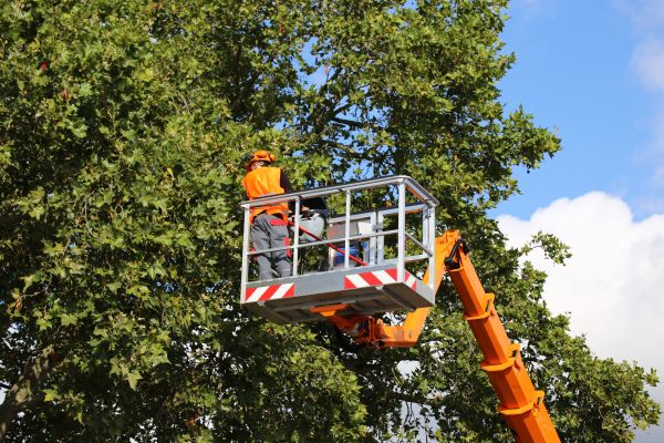 Commercial Tree Service in Sevierville