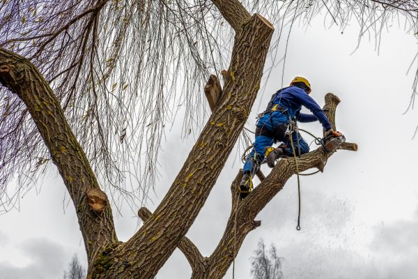 Cost of Tree Maintenance Service in Sevierville