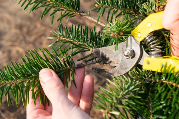Pine Tree Pruning in Sevierville