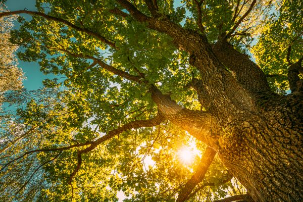Cost of Oak Tree Pruning in Sevierville