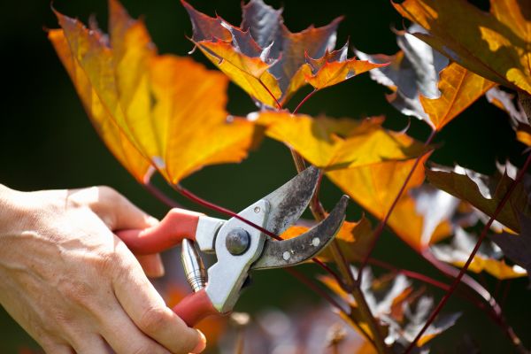 Cost of Maple Tree Pruning in Sevierville