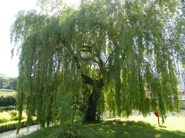 Cost of Willow Tree Trimming in Sevierville