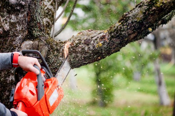 Cost of Tree Limbs Removal in Sevierville