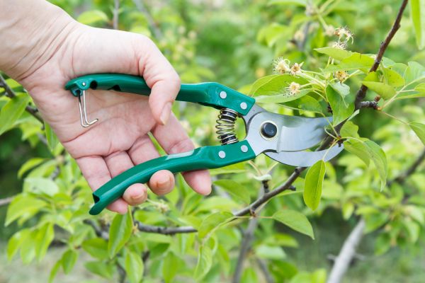 Cost of Pear Tree Pruning in Sevierville
