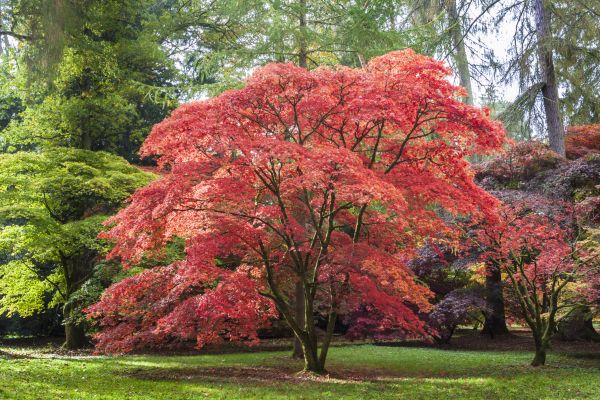 Japanese Maple Pruning in Sevierville