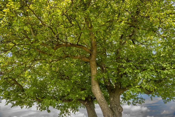 Cost of Walnut Tree Trimming in Sevierville