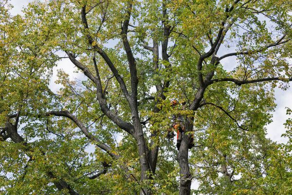 Cost of Tree Crown Shaping in Sevierville