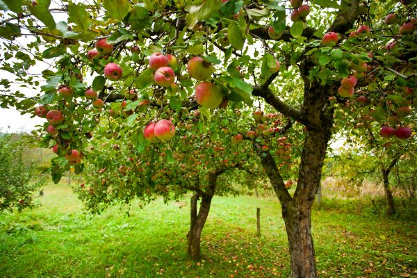 Cost of Apple Tree Pruning in Sevierville