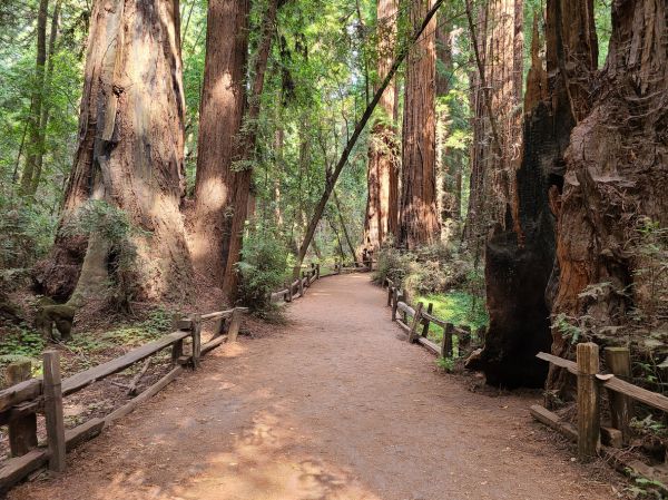 Cost of Redwood Tree Pruning in Sevierville