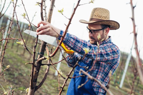 Cost of Orchard Tree Pruning in Sevierville