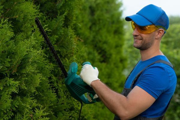 Cost of Tree Shaping Service in Sevierville
