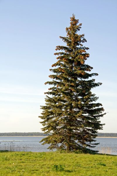 Cost of Spruce Tree Pruning in Sevierville