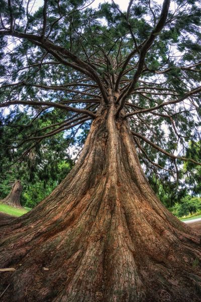 Cost of Cedar Tree Pruning in Sevierville