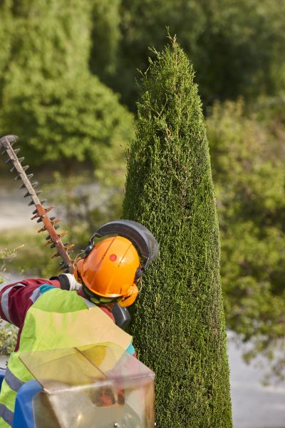 Cost of Cypress Tree Trimming in Sevierville