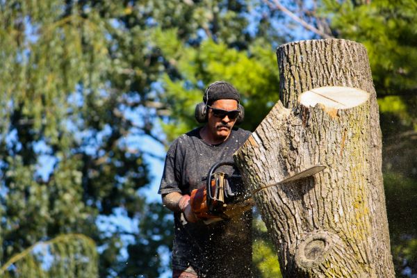 Cost of Ash Tree Pruning in Sevierville