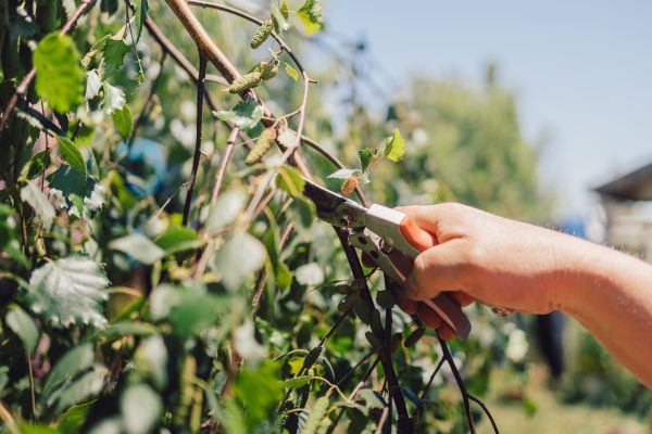 Cost of Birch Tree Pruning in Sevierville