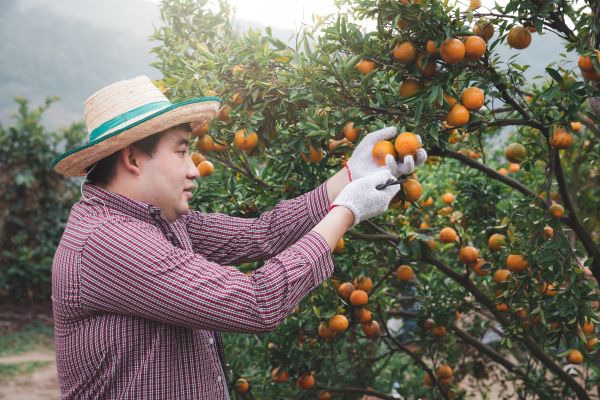 Cost of Orange Tree Pruning in Sevierville