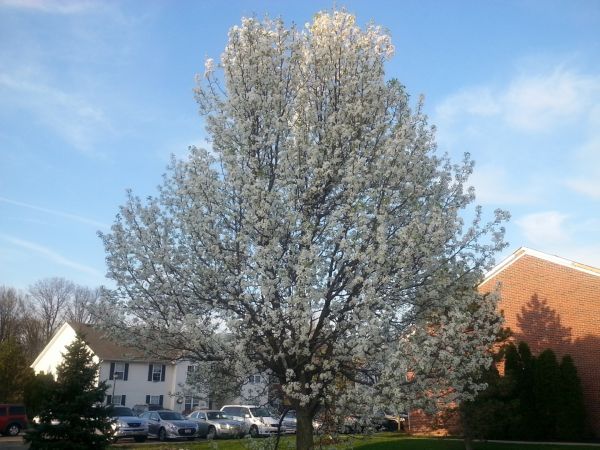 Cost of Bradford Pear Tree Pruning in Sevierville