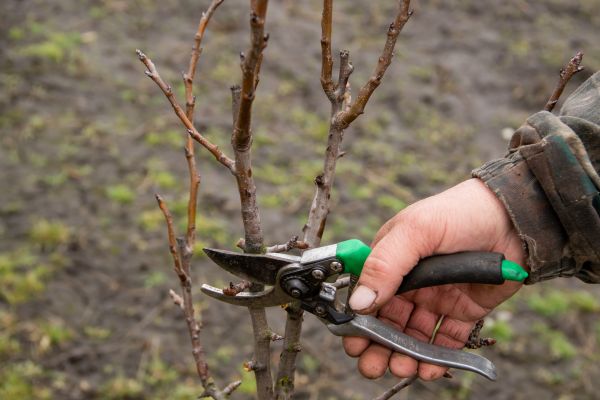 Cost of Pear Trees Pruning in Sevierville