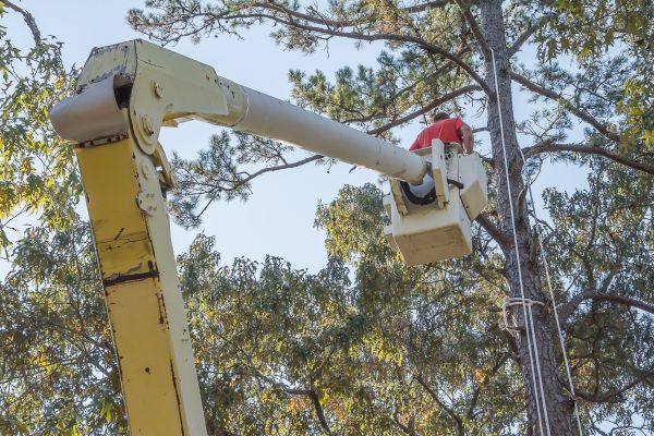 Cost of Limbs Trimming in Sevierville