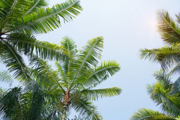 Cost of Queen Palm Tree Trimming in Sevierville