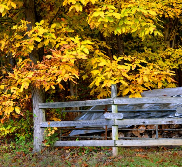 Cost of Hickory Tree Pruning in Sevierville