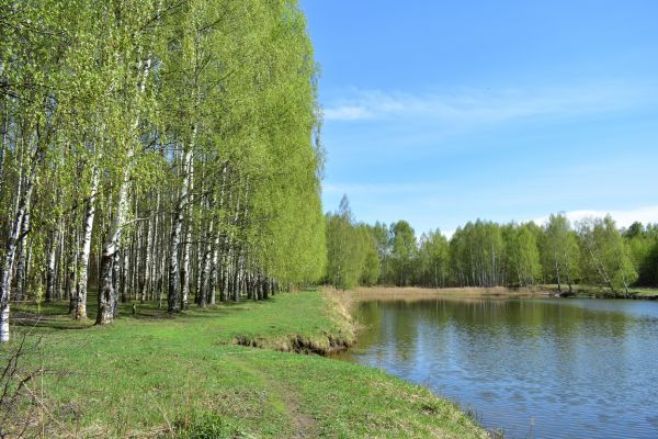 Cost of River Birch Pruning in Sevierville