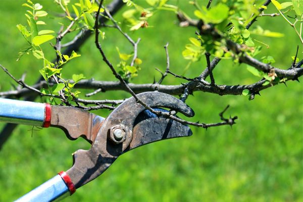 Cost of Branches Pruning in Sevierville