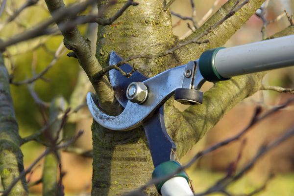 Cost of Tree Limb Trimming Service in Sevierville