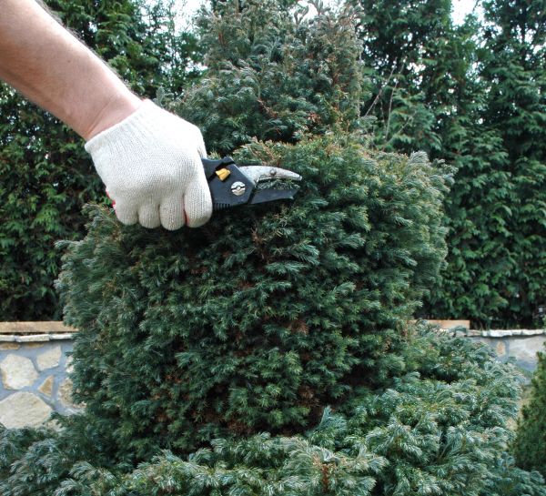 Cost of Ornamental Tree Trimming in Sevierville