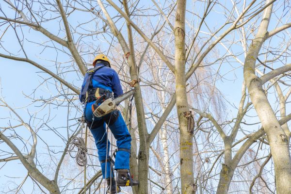 Cost of Large Tree Trimming in Sevierville