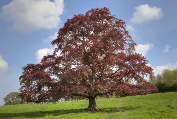 Cost of Beech Tree Pruning in Sevierville