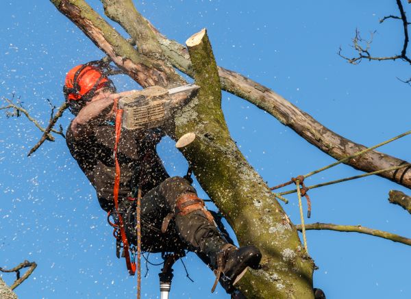 Tree Trimming Service in Sevierville