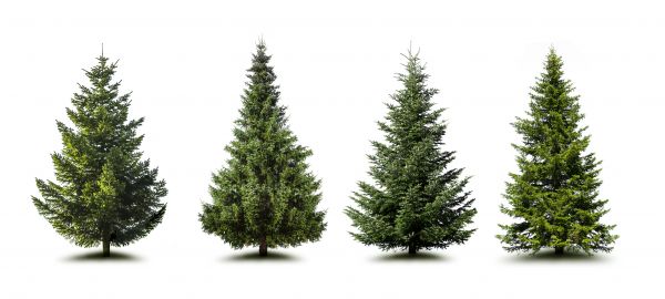 Cost of Pine Tree Trimming in Sevierville