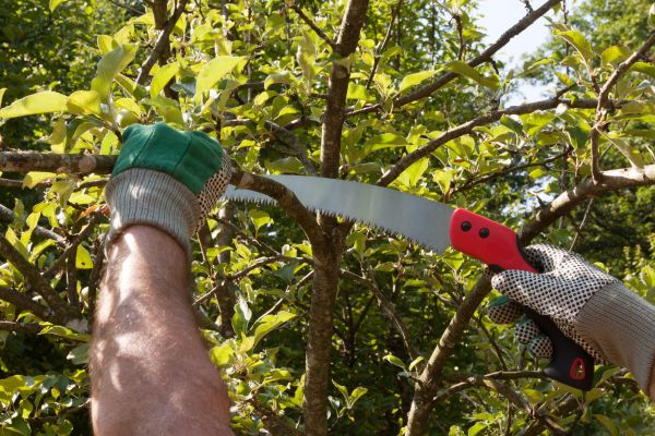 Apple Tree Trimming in Sevierville