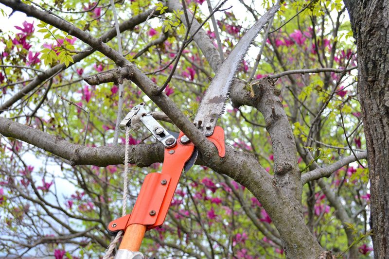 Orange Tree Pruning