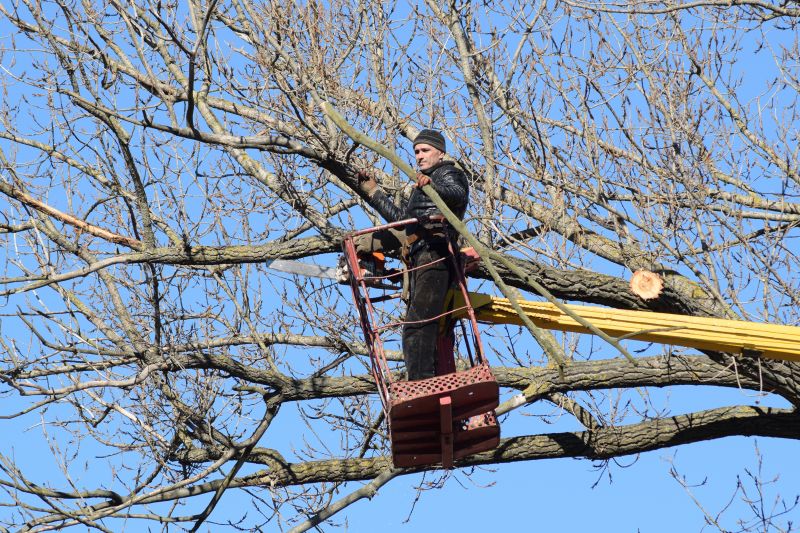 Tree Trimming Equipment in Use